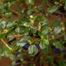 Бонсай Кизильник 27 см фото 3 &mdash; Luxury Plants