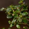 Бонсай Кизильник 27 см фото 4 &mdash; Luxury Plants