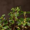 Бонсай Кизильник 27 см фото 5 &mdash; Luxury Plants