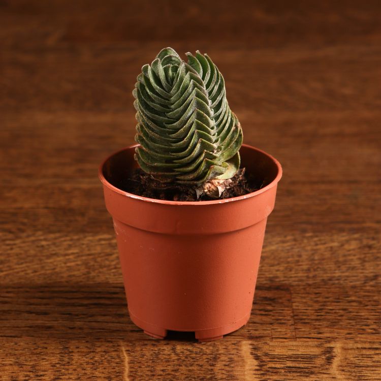 Крассула Будда 10/6 фото 1 &mdash; Luxury Plants