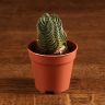 Крассула Будда 10/6 фото 1 &mdash; Luxury Plants