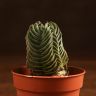 Крассула Будда 10/6 фото 3 &mdash; Luxury Plants