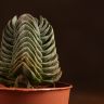 Крассула Будда 10/6 фото 2 &mdash; Luxury Plants