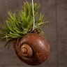 Тилландсия в панцире подвесная фото 4 &mdash; Luxury Plants