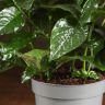 Кроссандра 30/13 фото 4 &mdash; Luxury Plants