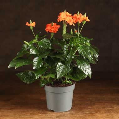 Кроссандра 30/13 &mdash; Luxury Plants