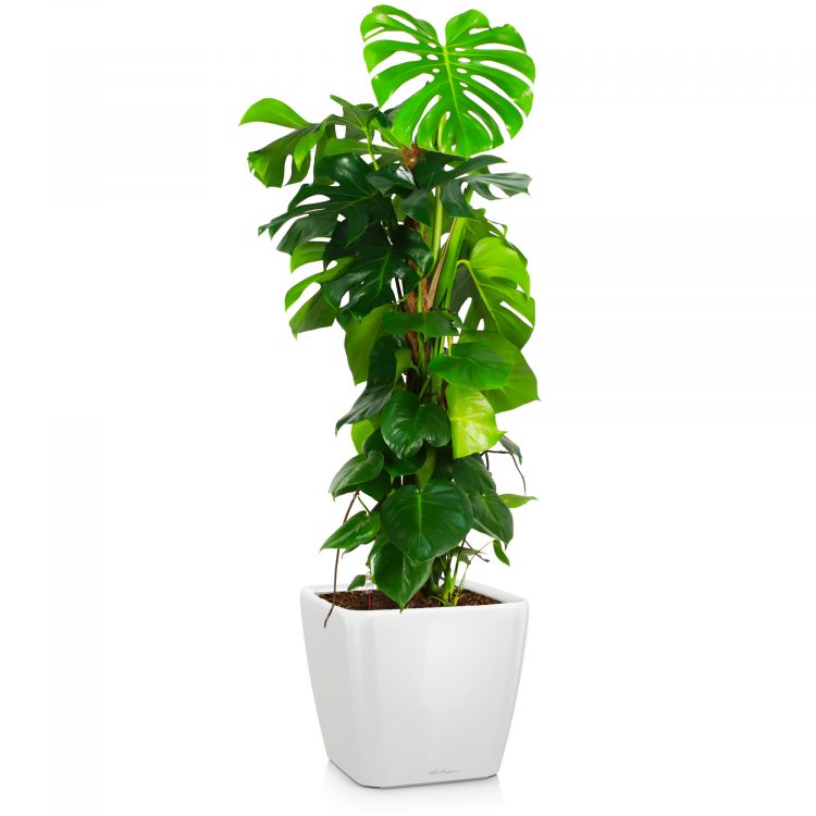 Монстера в кашпо Lechuza Quadro LS 35 фото 1 &mdash; Luxury Plants