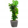 Монстера в кашпо Lechuza Quadro LS 35 фото 2 &mdash; Luxury Plants