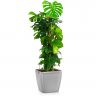 Монстера в кашпо Lechuza Quadro LS 35 фото 5 &mdash; Luxury Plants