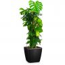 Монстера в кашпо Lechuza Quadro LS 35 фото 7 &mdash; Luxury Plants
