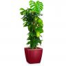 Монстера в кашпо Lechuza Quadro LS 35 фото 4 &mdash; Luxury Plants