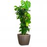 Монстера в кашпо Lechuza Quadro LS 35 фото 6 &mdash; Luxury Plants