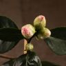 Камелия Японская на решетке 115/27 фото 3 &mdash; Luxury Plants