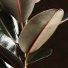 Фикус Эластика Абиджан 140/24 фото 2 &mdash; Luxury Plants