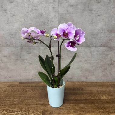Орхидея Фаленопсис Адам D9 &mdash; Luxury Plants