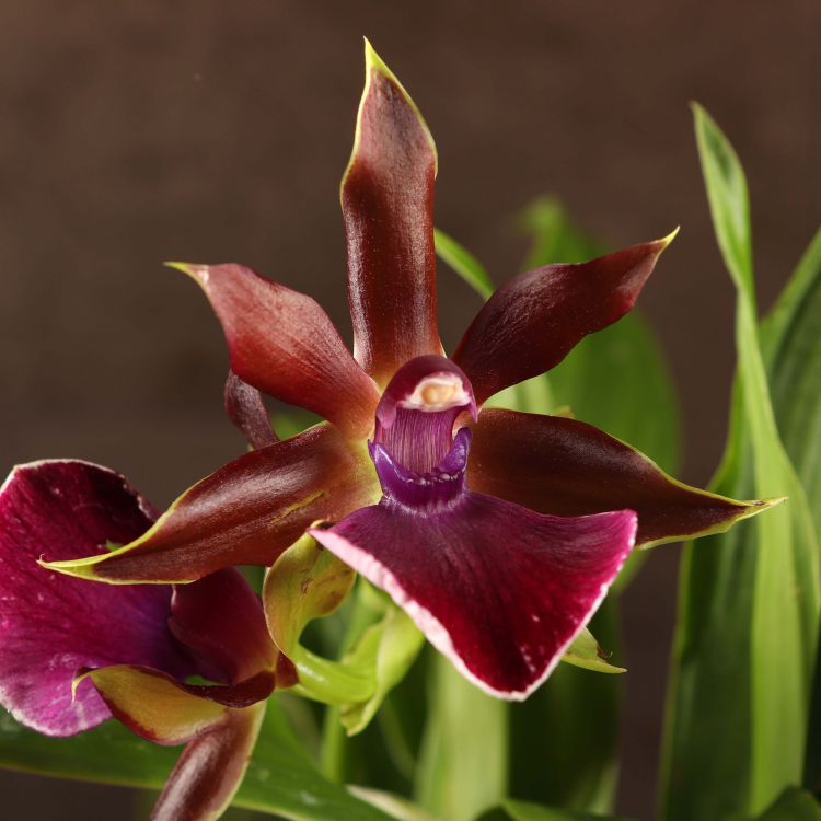 Орхидея Зигопеталум Rhein Moonlight фото 1 &mdash; Luxury Plants