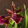 Орхидея Зигопеталум Rhein Moonlight фото 1 &mdash; Luxury Plants