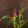 Орхидея Зигопеталум Rhein Moonlight фото 2 &mdash; Luxury Plants