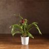 Орхидея Зигопеталум Rhein Moonlight фото 3 &mdash; Luxury Plants