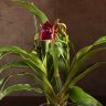 Орхидея Зигопеталум Rhein Moonlight фото 4 &mdash; Luxury Plants