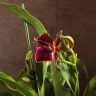 Орхидея Зигопеталум Rhein Moonlight фото 5 &mdash; Luxury Plants