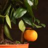 Каламондин на решетке 40/14 фото 3 &mdash; Luxury Plants