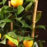 Каламондин на решетке 40/14 фото 4 &mdash; Luxury Plants