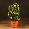 Каламондин на решетке 40/14 фото 1 &mdash; Luxury Plants
