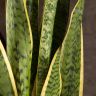Сансевиерия Лауренти 100/24 фото 3 &mdash; Luxury Plants