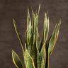 Сансевиерия Лауренти 100/24 фото 4 &mdash; Luxury Plants