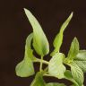 Мята д10 фото 3 &mdash; Luxury Plants