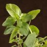 Мята д10 фото 2 &mdash; Luxury Plants