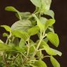 Мята д10 фото 5 &mdash; Luxury Plants