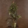 Фикус Бенджамина Миднайт Леди 135/27 фото 1 &mdash; Luxury Plants