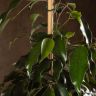 Фикус Бенджамина Миднайт Леди 135/27 фото 5 &mdash; Luxury Plants