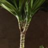 Драцена Компакта многоствольная 160/35 фото 2 &mdash; Luxury Plants