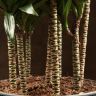 Драцена Компакта многоствольная 160/35 фото 3 &mdash; Luxury Plants