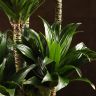 Драцена Компакта многоствольная 160/35 фото 4 &mdash; Luxury Plants