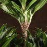 Драцена Компакта многоствольная 160/35 фото 5 &mdash; Luxury Plants