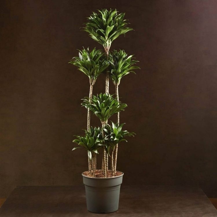 Драцена Компакта многоствольная 160/35 фото 1 &mdash; Luxury Plants