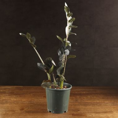 Замиокулькас Лакки Шедоу д17 уценка &mdash; Luxury Plants