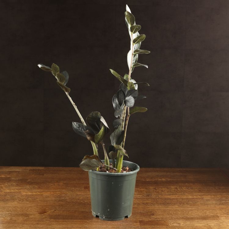 Замиокулькас Лакки Шедоу д17 уценка фото 1 &mdash; Luxury Plants