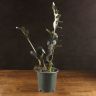 Замиокулькас Лакки Шедоу д17 уценка фото 1 &mdash; Luxury Plants