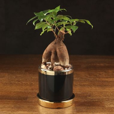 Бонсай Фикус Гинсенг в черном горшке д12 &mdash; Luxury Plants
