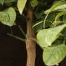 Лимонное дерево 65/19 фото 3 &mdash; Luxury Plants