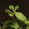 Лимонное дерево 65/19 фото 2 &mdash; Luxury Plants