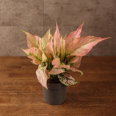 Аглаонема Rosy 25/12 &mdash; Luxury Plants