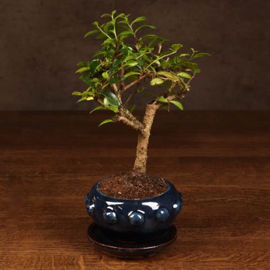 Бонсай Кармона в синей круглой плошке 23 см &mdash; Luxury Plants