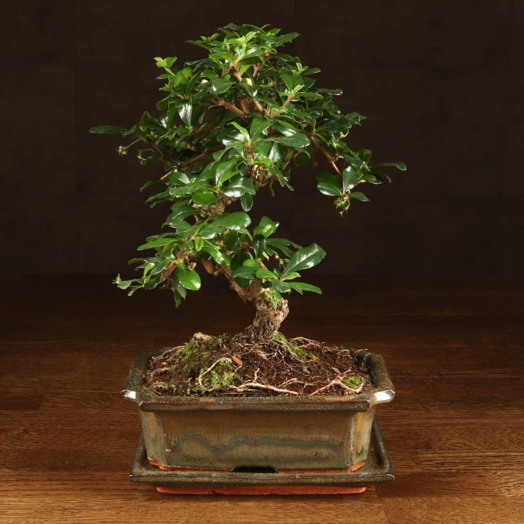 Бонсай Кармона с S-образным стволом 30 см фото 1 &mdash; Luxury Plants