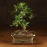 Бонсай Кармона с S-образным стволом 30 см фото 1 &mdash; Luxury Plants